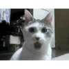animals gif 14