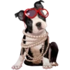 Perritos bonitos 1 Clásica 5