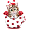 Gatitos 2 Clásica 9