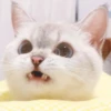 Zuzu & Nana Reactions 5