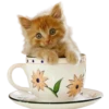 Gatitos 2 Clásica 11