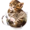 Gatitos 2 Clásica 12