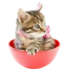 Gatitos 2 Clásica 13
