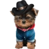 Perritos bonitos 1 Clásica 10