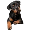 Perritos bonitos 1 Clásica 11
