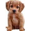Perritos bonitos 1 Clásica 12