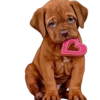 Perritos bonitos 1 Clásica 13