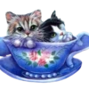 Gatitos 2 Clásica 16