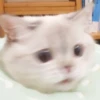 Zuzu & Nana Reactions 16
