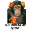 STICKERS MONITOS CLÁSICA 14