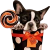 Perritos bonitos 1 Clásica 20