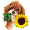 Perritos bonitos 1 Clásica 22