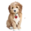 Perritos bonitos 1 Clásica 23