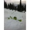 kermit the frog 21