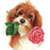 Perritos bonitos 1 Clásica 25