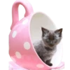 Gatitos 2 Clásica 21