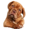 Perritos bonitos 1 Clásica 27