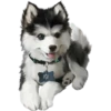 Perritos bonitos 1 Clásica 28