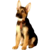 Perritos bonitos 1 Clásica 29