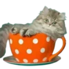 Gatitos 2 Clásica 25