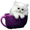 Gatitos 2 Clásica 27
