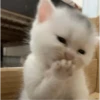Gatitos 5