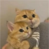 Gatitos 6
