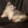 you little kitty 6
