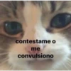 Gatitos 9