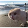 Gatitos 10
