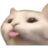 Gatitos 11