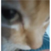 Gatitos 14