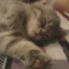 you little kitty 7