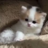 you little kitty 8