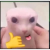 Gatitos 15