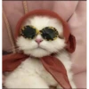 Gatitos 16