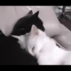 you little kitty 9