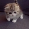 you little kitty 11