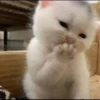 you little kitty 13
