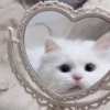 you little kitty 14