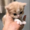 you little kitty 15