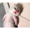 Gatitos 18