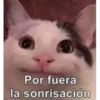 Gatitos 20