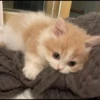 you little kitty 16