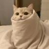 you little kitty 17