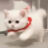 you little kitty 19
