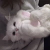 you little kitty 20