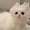 you little kitty 21