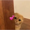 Gatitos 21