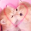 you little kitty 23